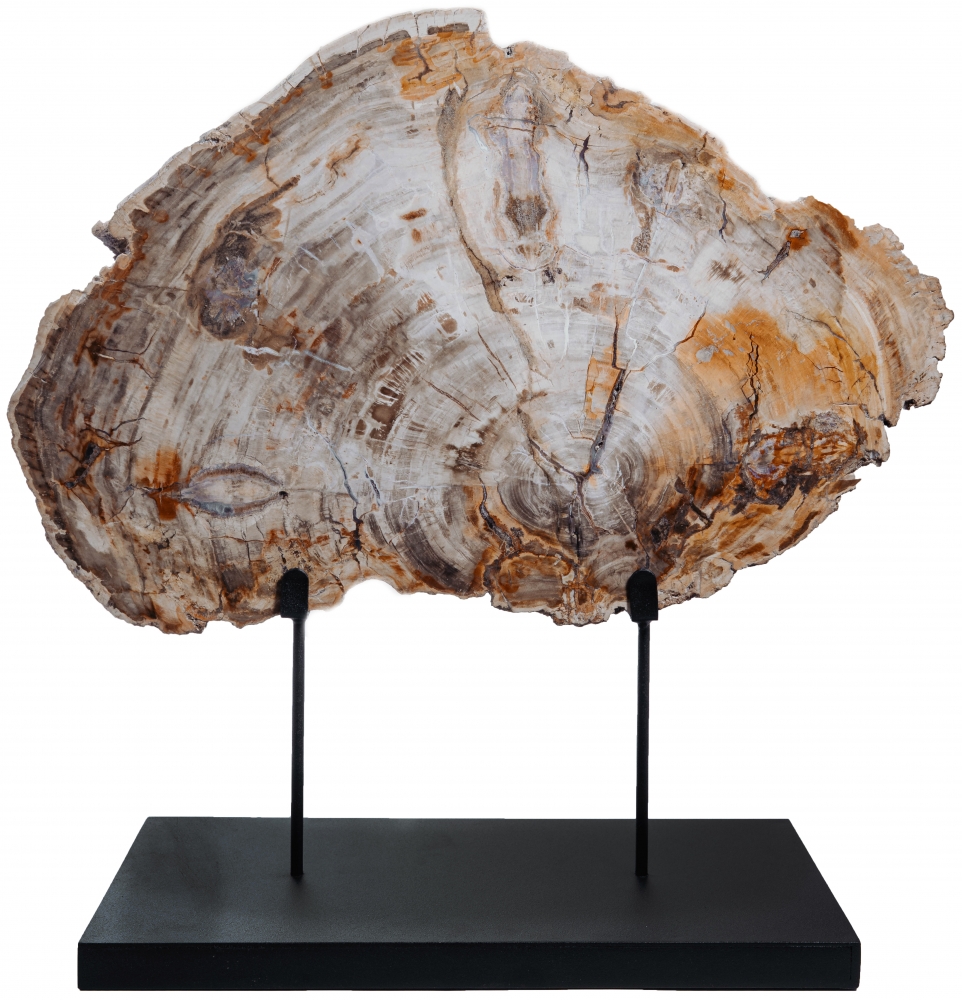 Окаменелое дерево