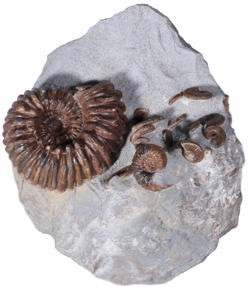 Аммониты Cheloniceras sp. и Deshayesites deishayesi