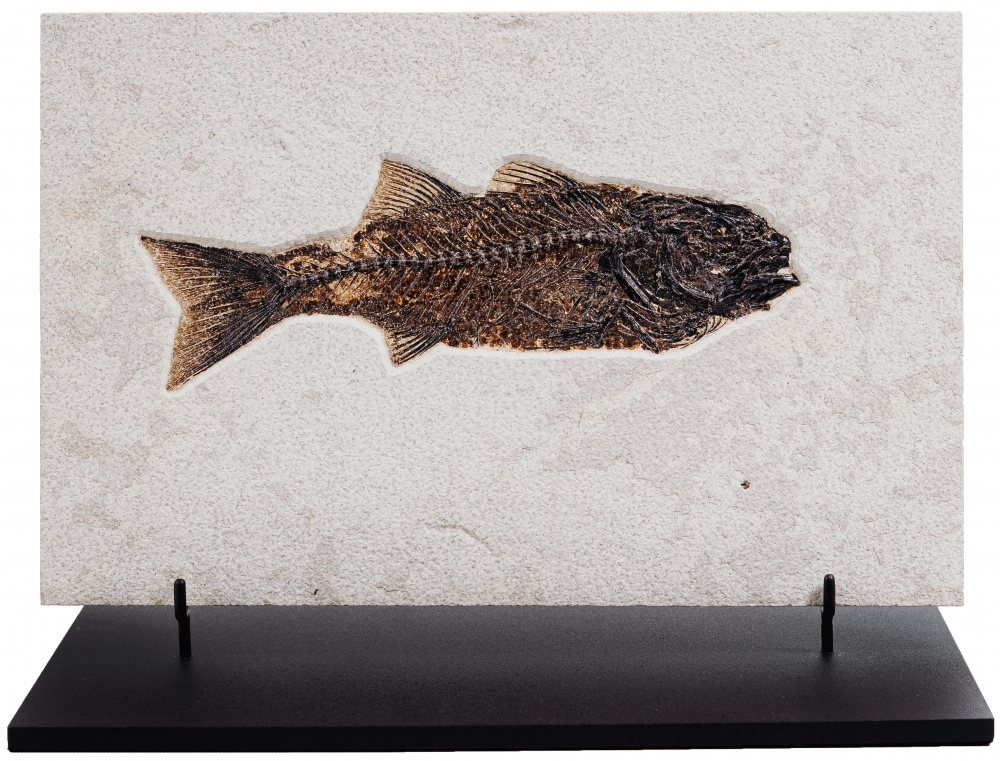 Рыба Diplomystus sp.