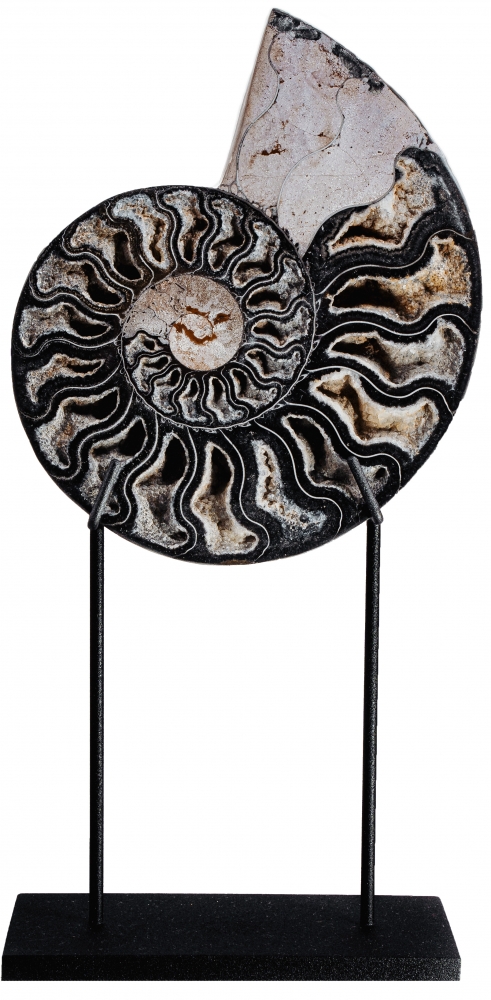 Аммонит Cleoniceras sp.