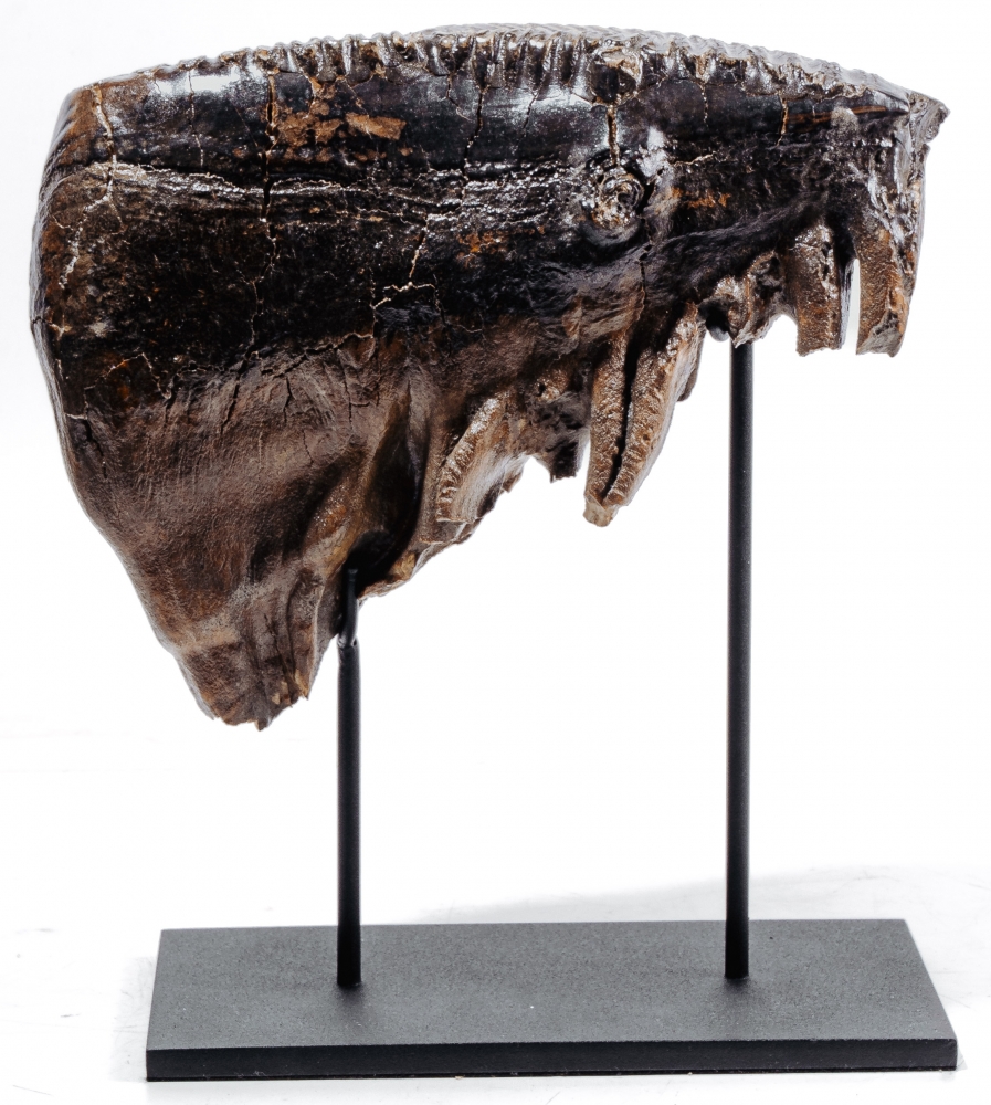 Зуб мамонта 