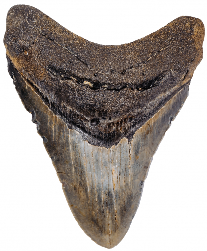 Зуб мегалодона 10,5 см