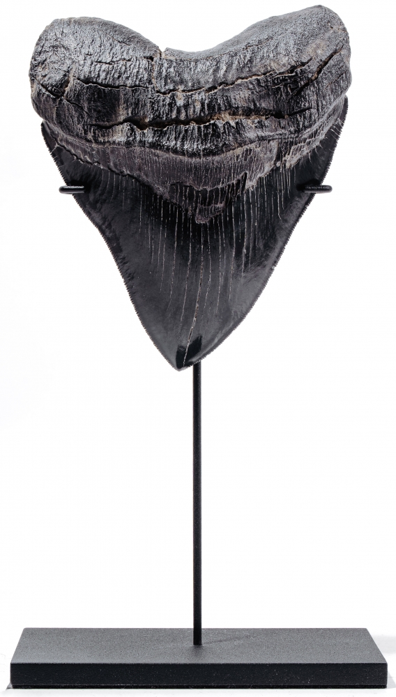 Зуб мегалодона 13,1 см музейного качества