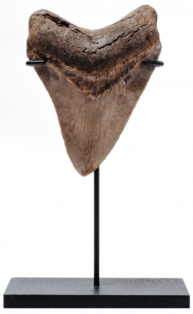 Зуб мегалодона 9,3 см коллекционного качества