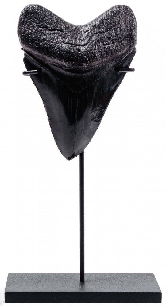 Зуб мегалодона 10,2 см коллекционного качества