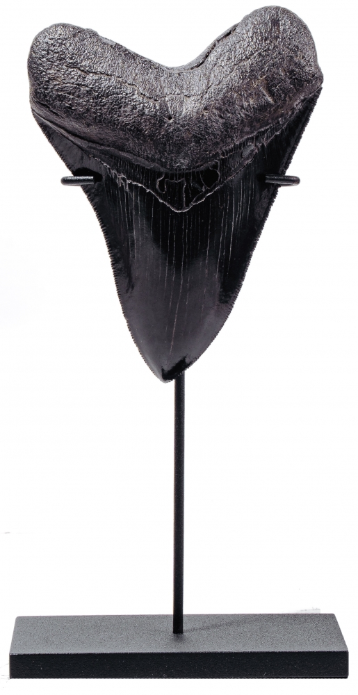 Зуб мегалодона 11,2 см коллекционного качества