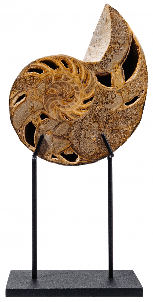 Наутилус Cymatoceras sp.