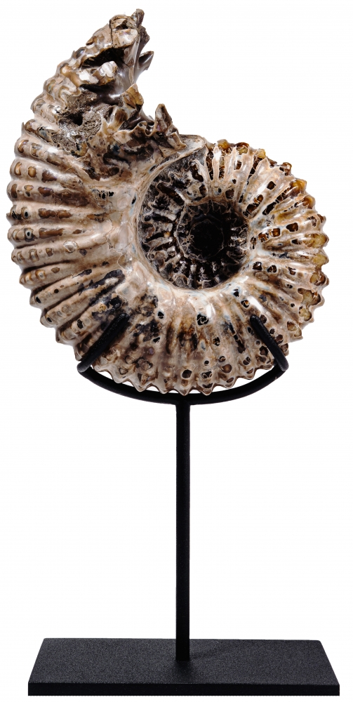 Аммонит Douvilleiceras sp.