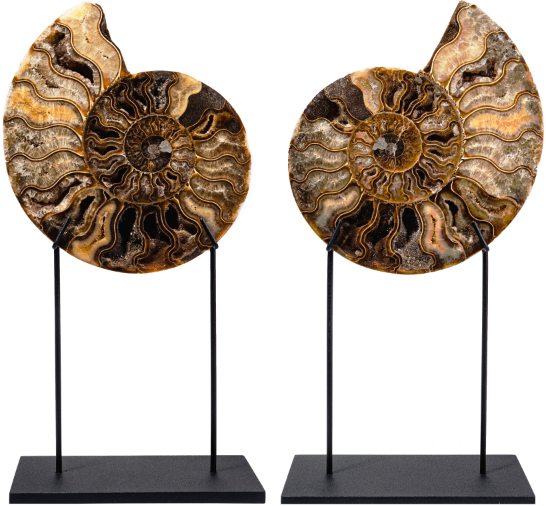 Аммониты Cleoniceras sp.