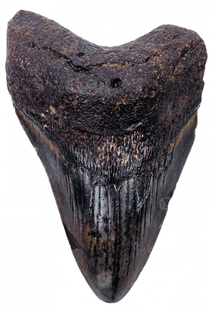 Зуб мегалодона 10 см