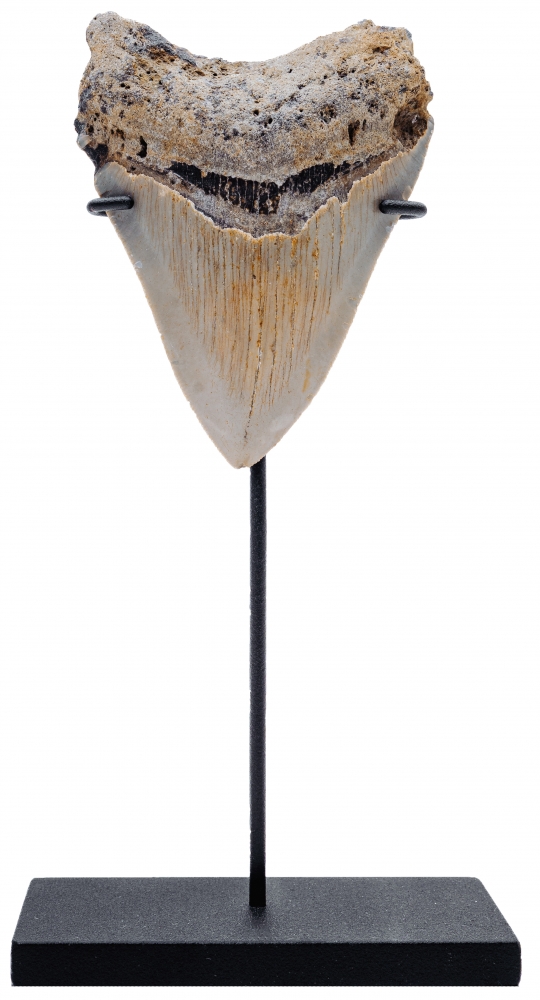 Зуб мегалодона 9,3 см