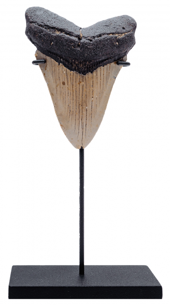 Зуб мегалодона 10,3 см
