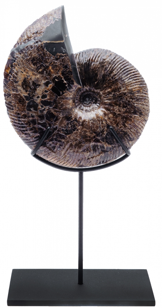 Аммонит Craspedodiscus discofalcatus