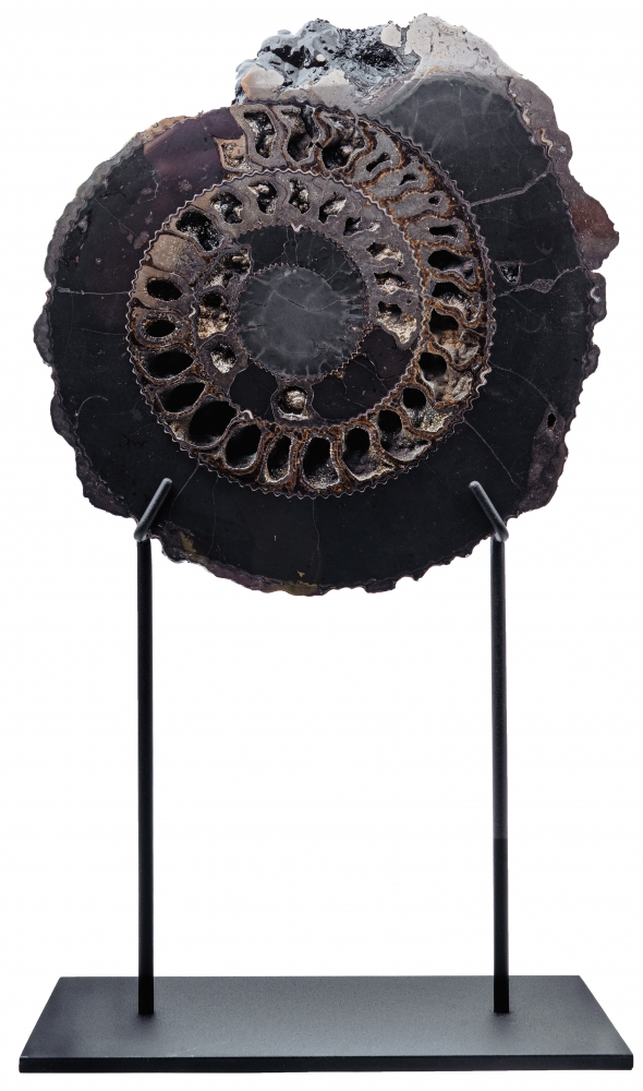 Аммонит Speetoniceras versicolor