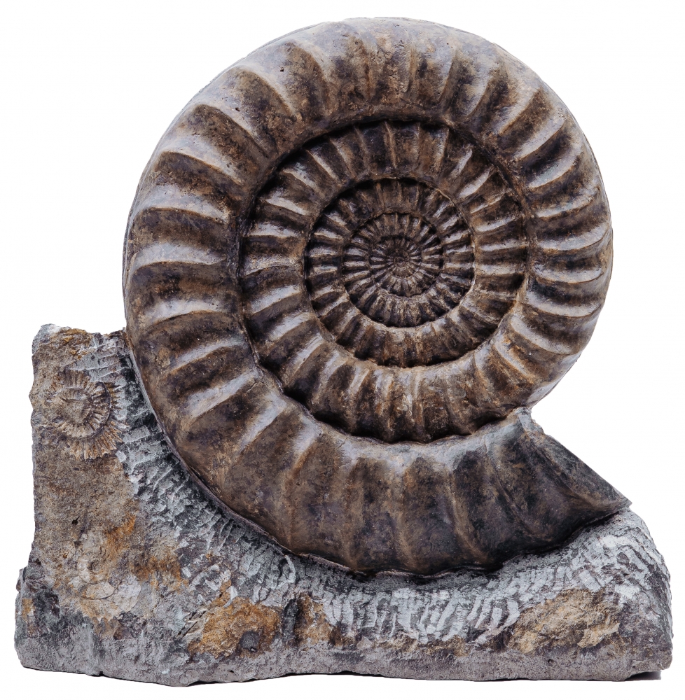 Аммонит Arietites bucklandi