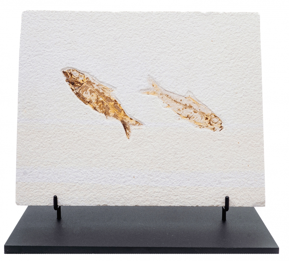 Рыбы Knightia sp.