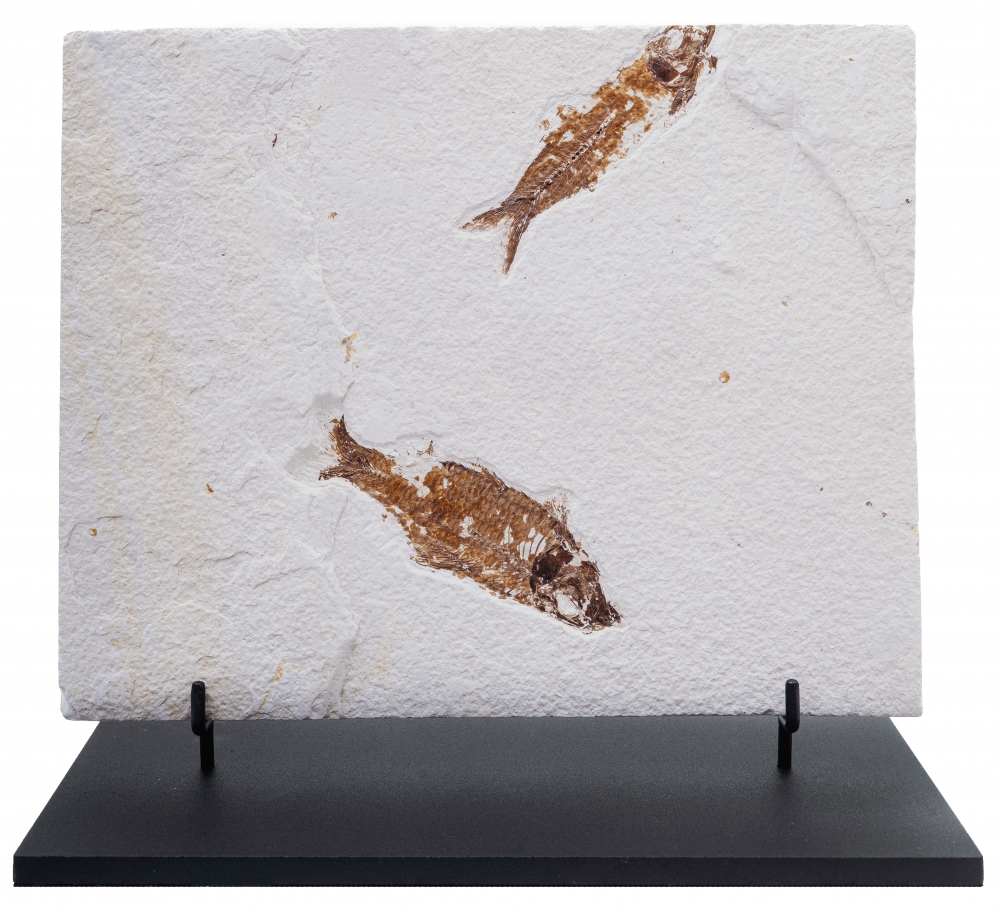 Рыбы Knightia sp.