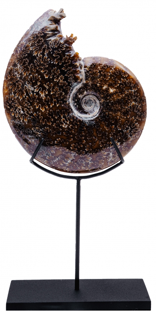 Аммонит Cleoniceras sp.