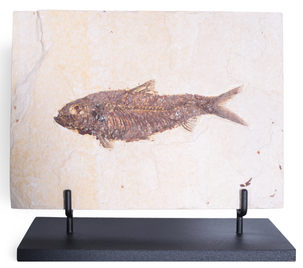 Рыба Knightia sp.