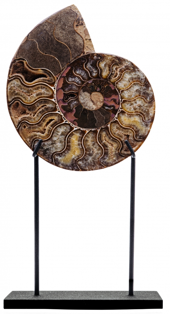 Аммонит Cleoniceras sp.