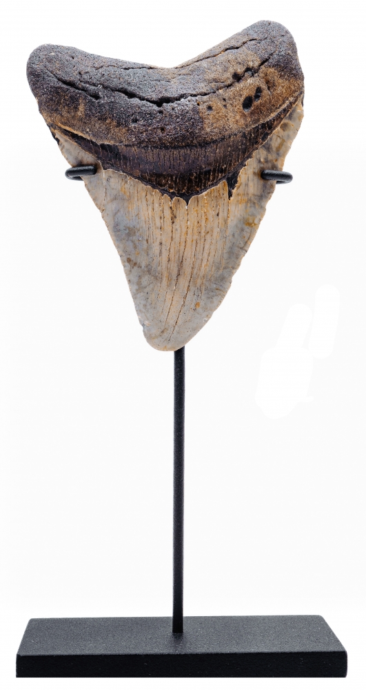 Зуб мегалодона 9,5 см
