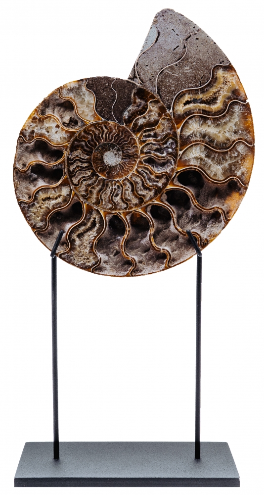 Аммонит Cleoniceras sp.