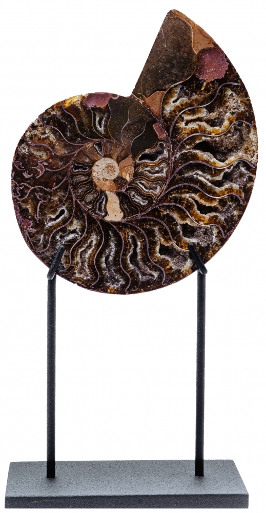 Аммонит Cleoniceras sp.