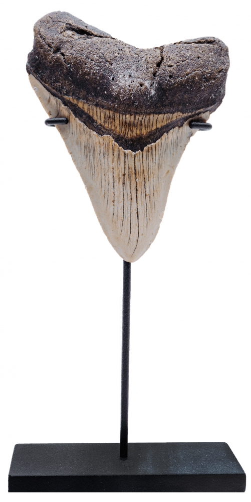 Зуб мегалодона 10,6 см