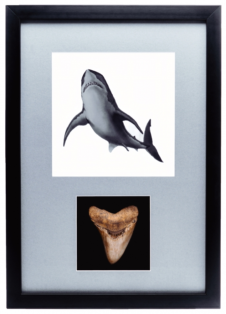 Панно с зубом мегалодона 10,5 см