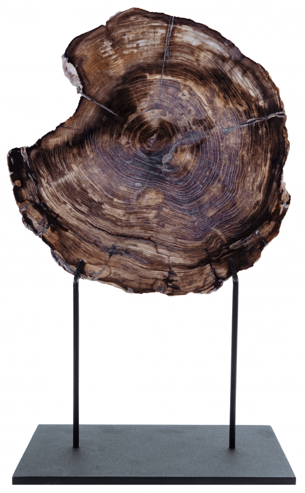 Окаменелый кедр