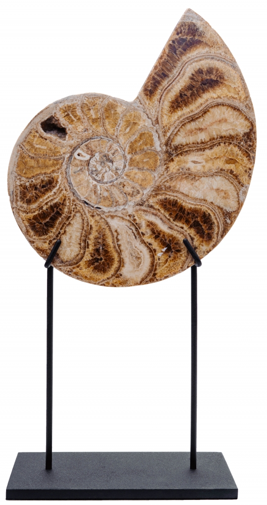 Аммонит Parahoplites sp.