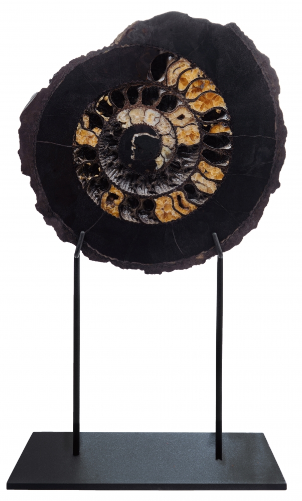 Аммонит Speetoniceras versicolor