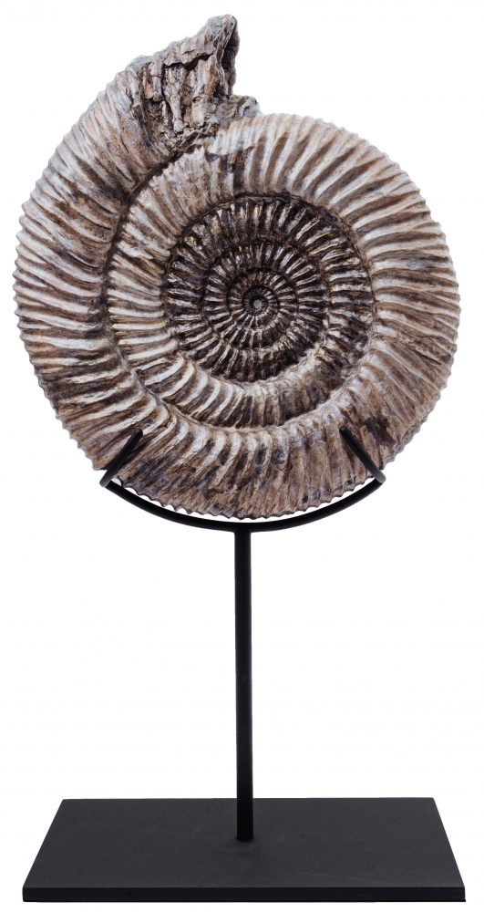 Аммонит Speetoniceras versicolor