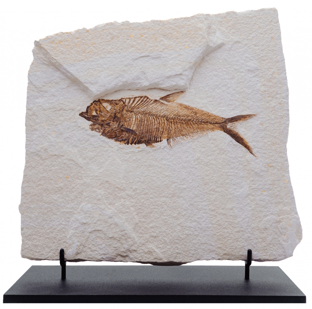 Рыба Knightia sp.