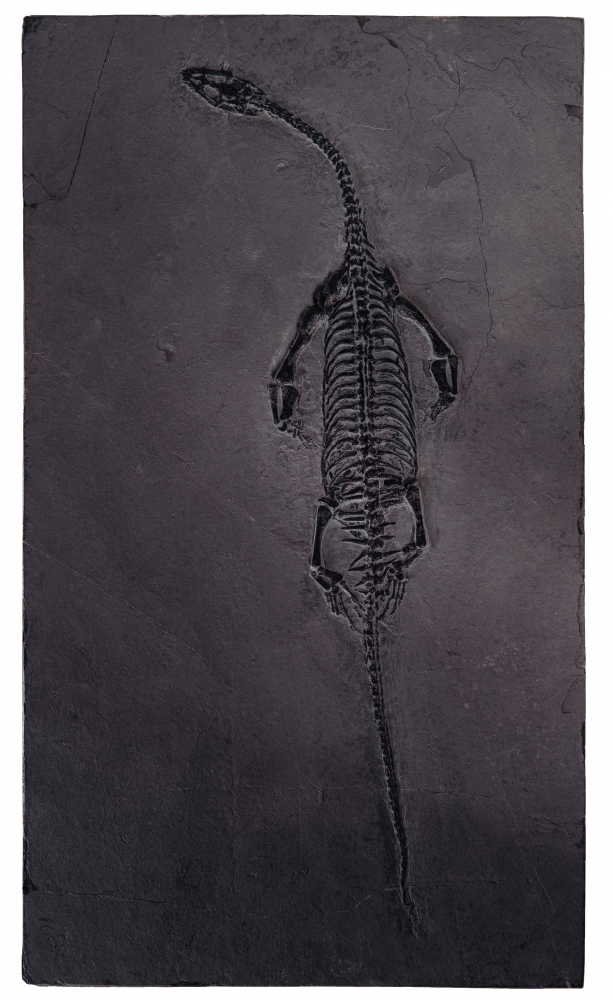 Кейхозавр Keichousaurus hui