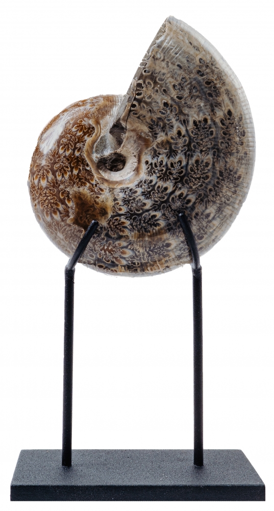 Аммонит Phylloceras sp.
