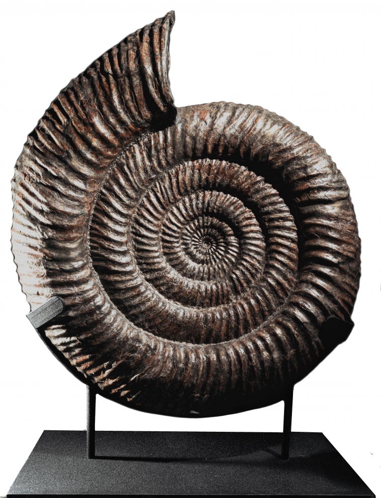 Аммонит Speetoniceras versicolor