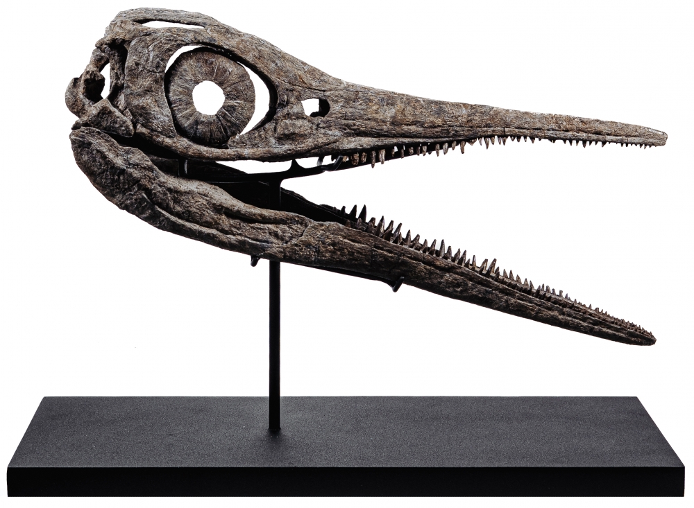 Череп ихтиозавра Platypterigius sp.