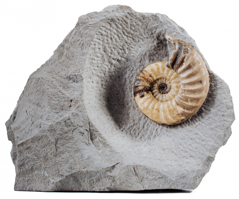 Аммонит Asterosceras obtusum