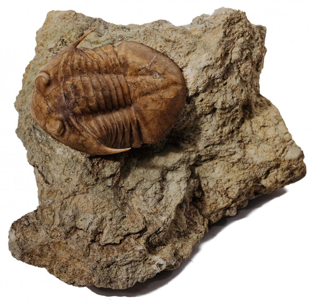 Трилобит Subasaphus platyurus 