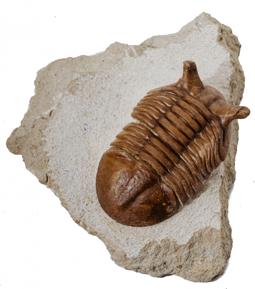 Трилобит Asaphus punctatus 