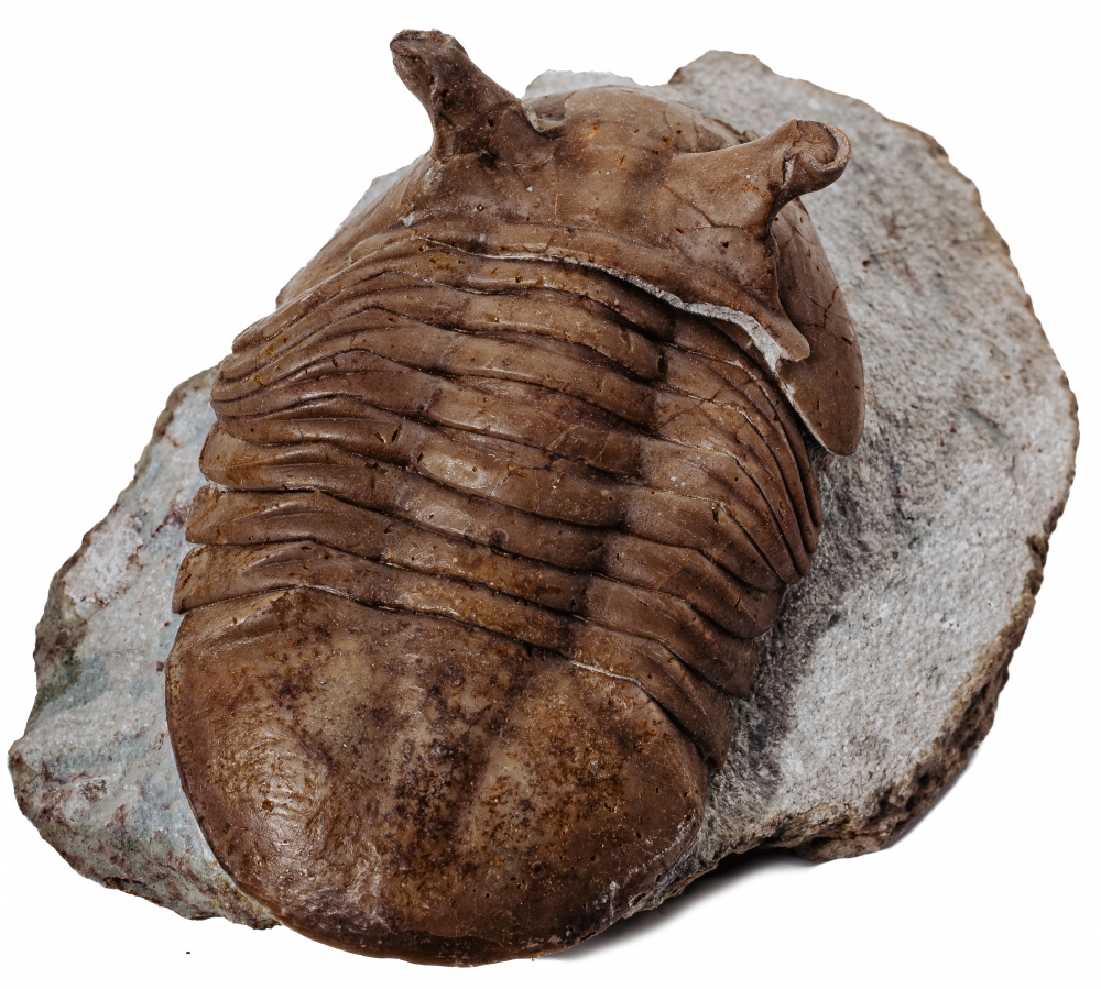 Трилобит Asaphus punctatus