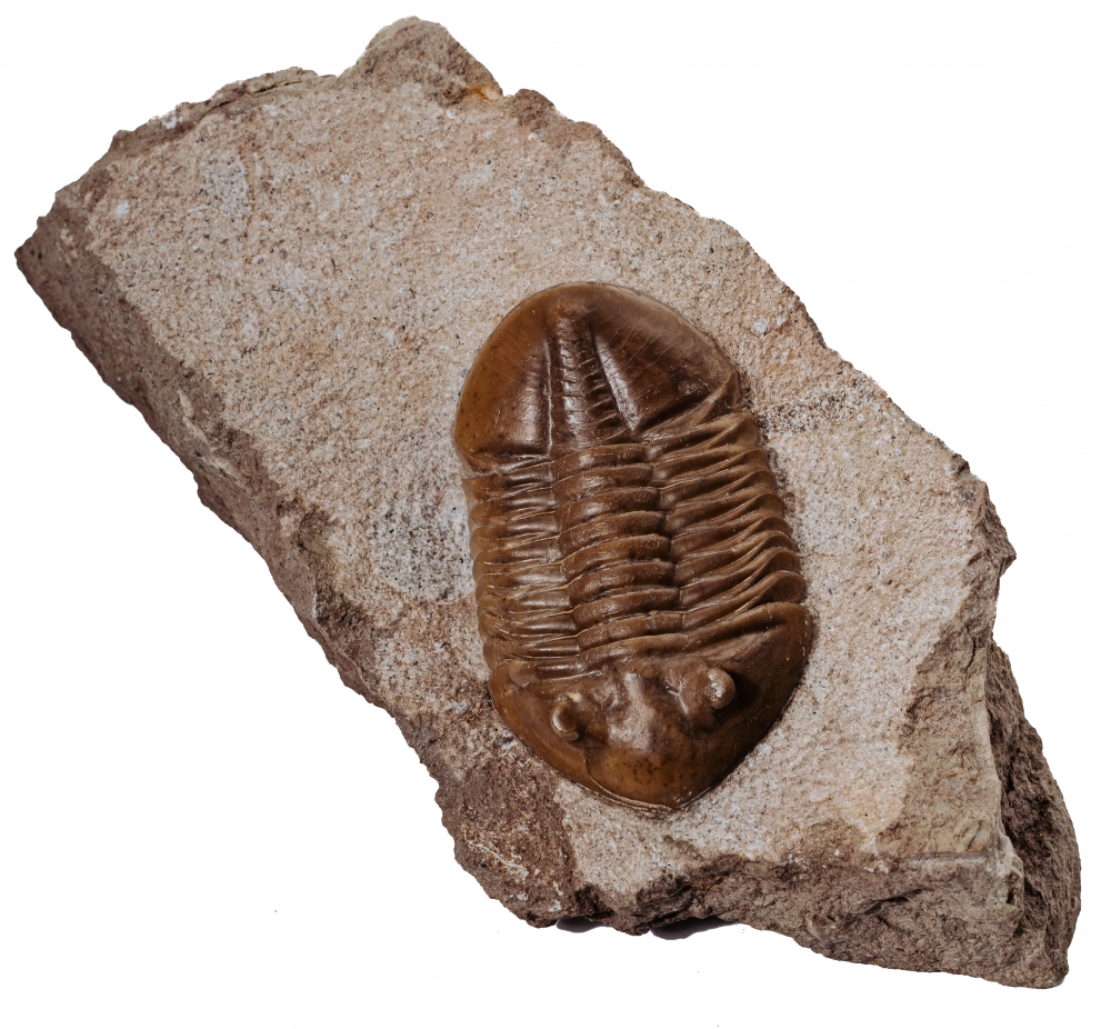 Asaphus lepidurus Путилово