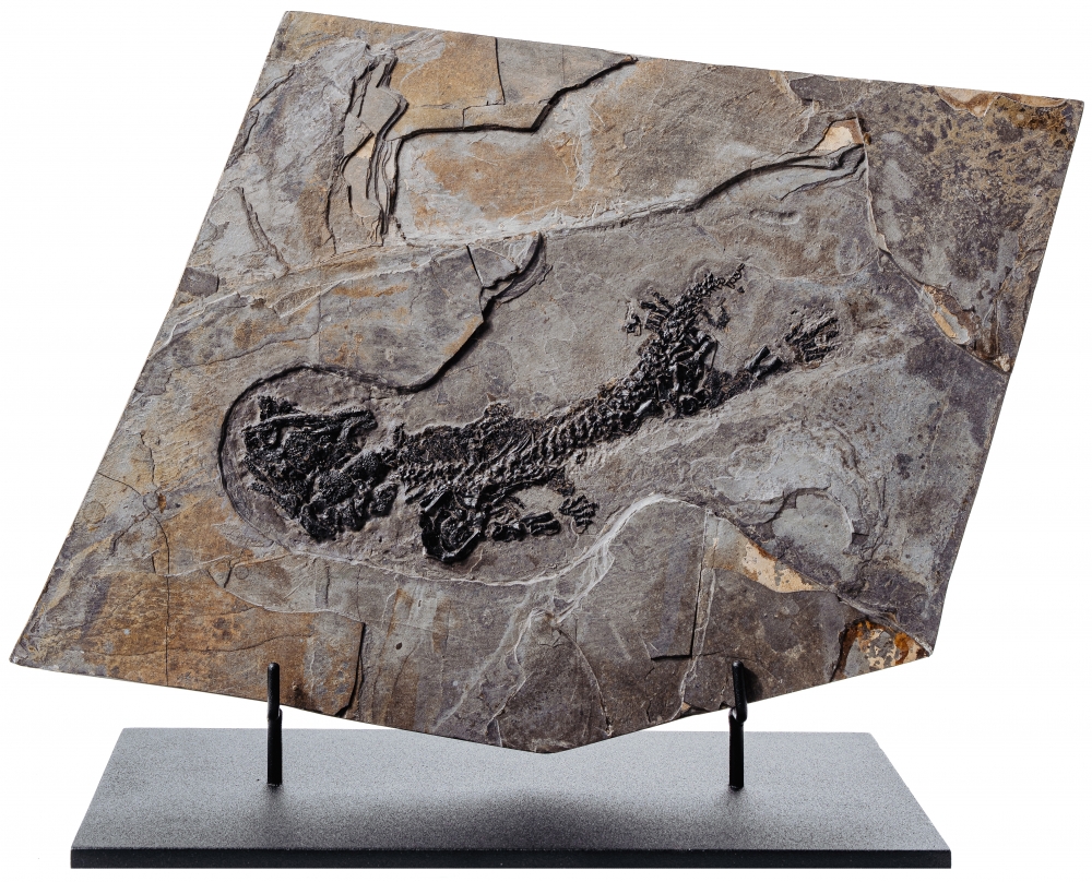 Амфибия Discosauriscus austriacus