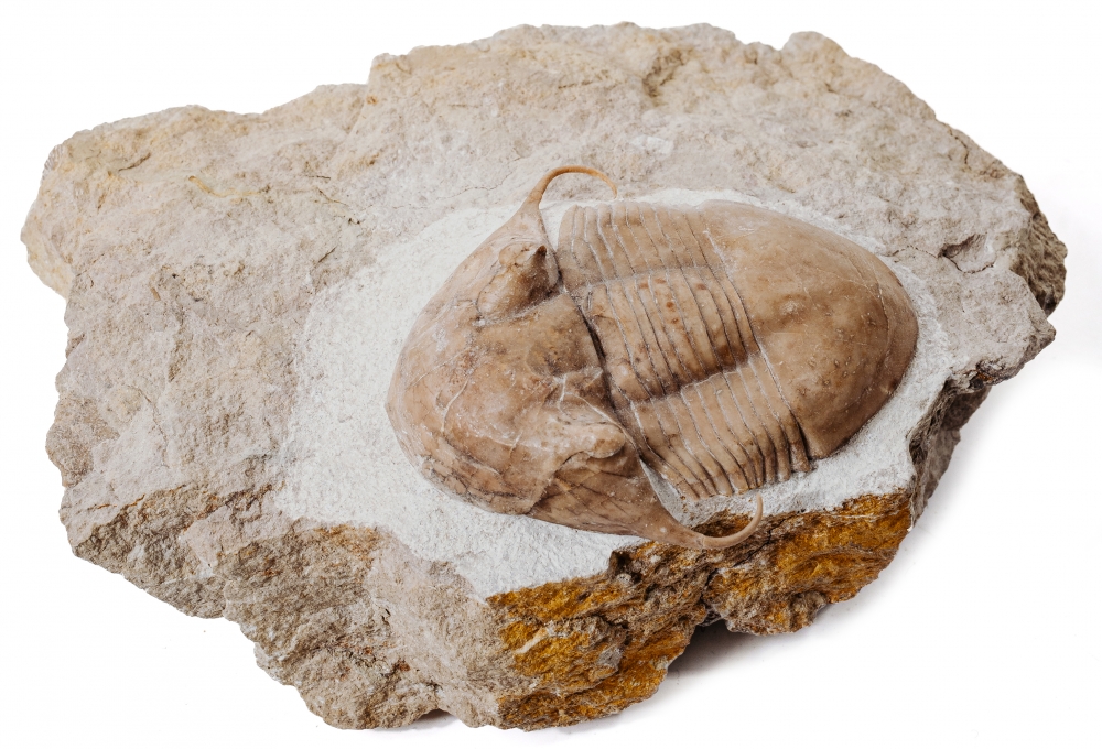 Трилобит Illaenus tauricornis