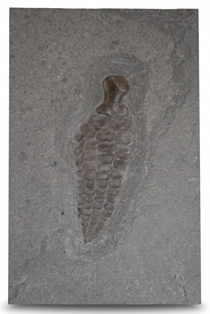Плавник ихтиозавра Ichthyosaur sp.