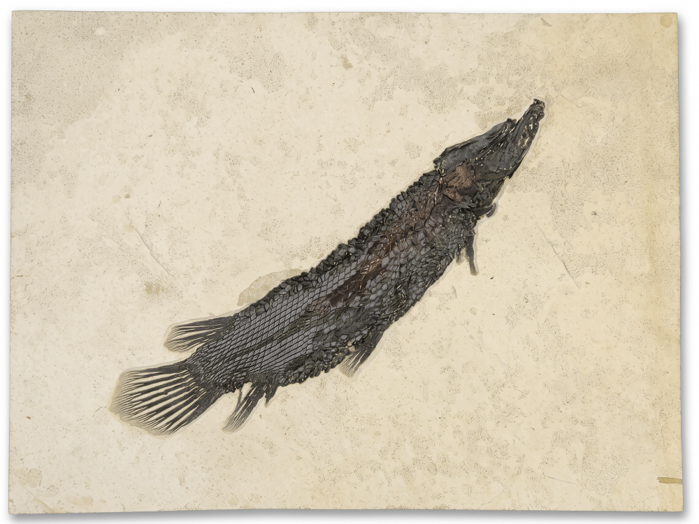 Панцирная щука Atractosteus simplex