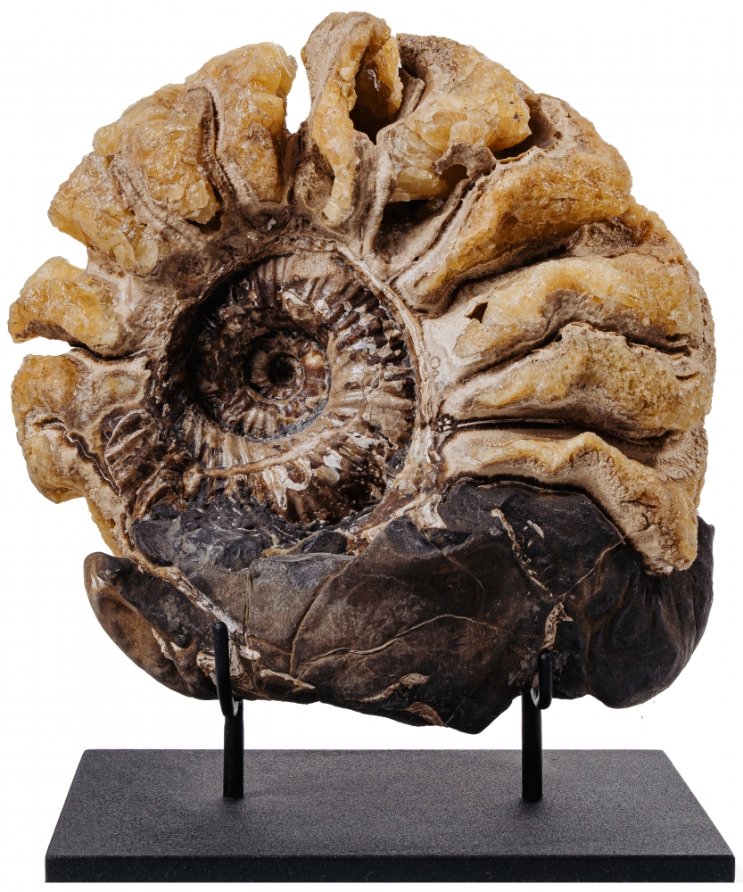 Аммонит Parahoplites sp.