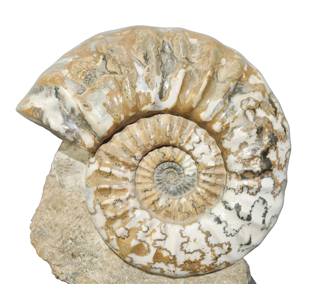 Аммонит Aegasteroceras sagittarium
