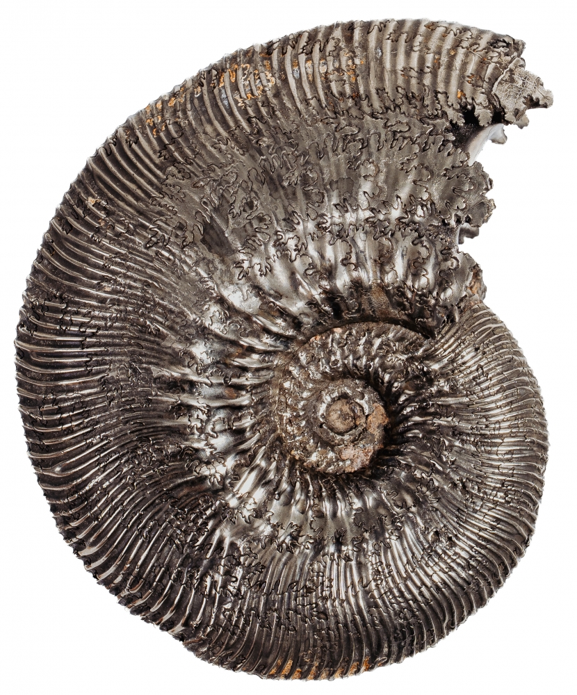 Аммонит Kosmoceras proniae